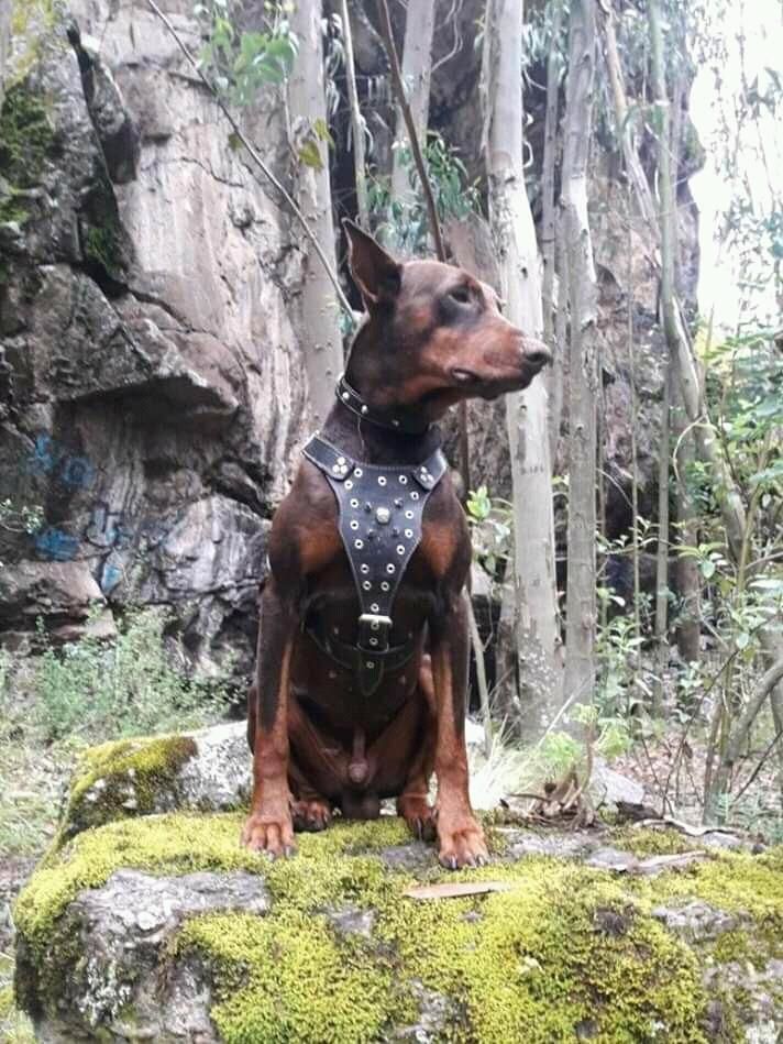 Doberman manto marrn busca novia 