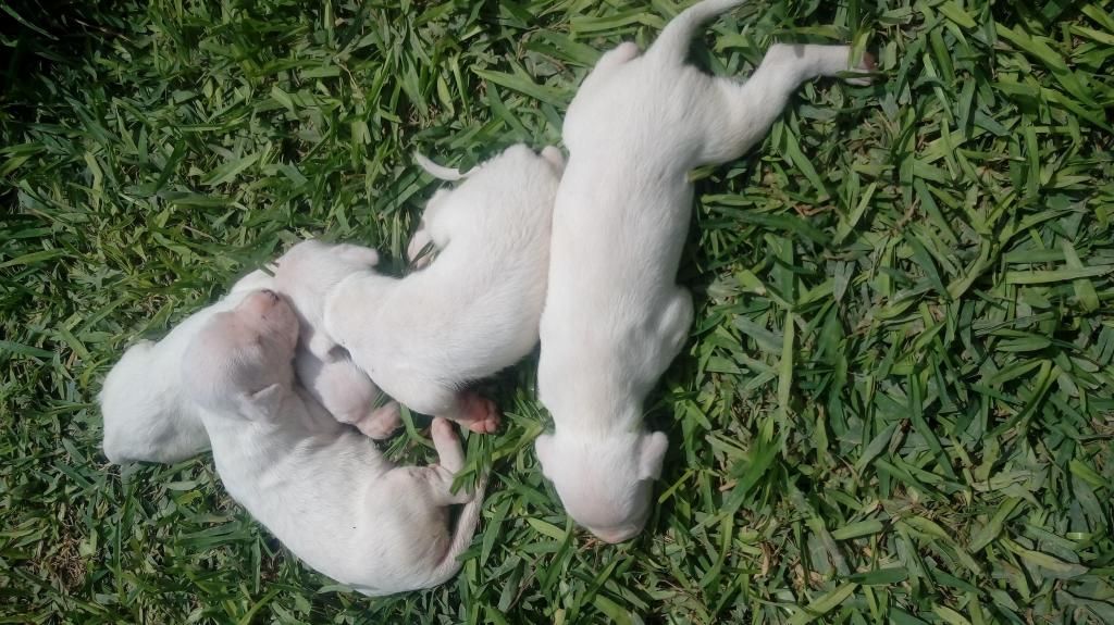 Dogo argentino