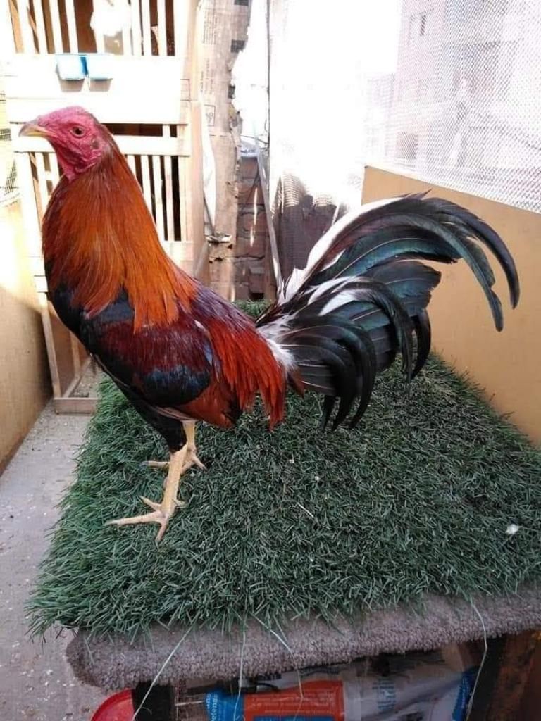 Gallo