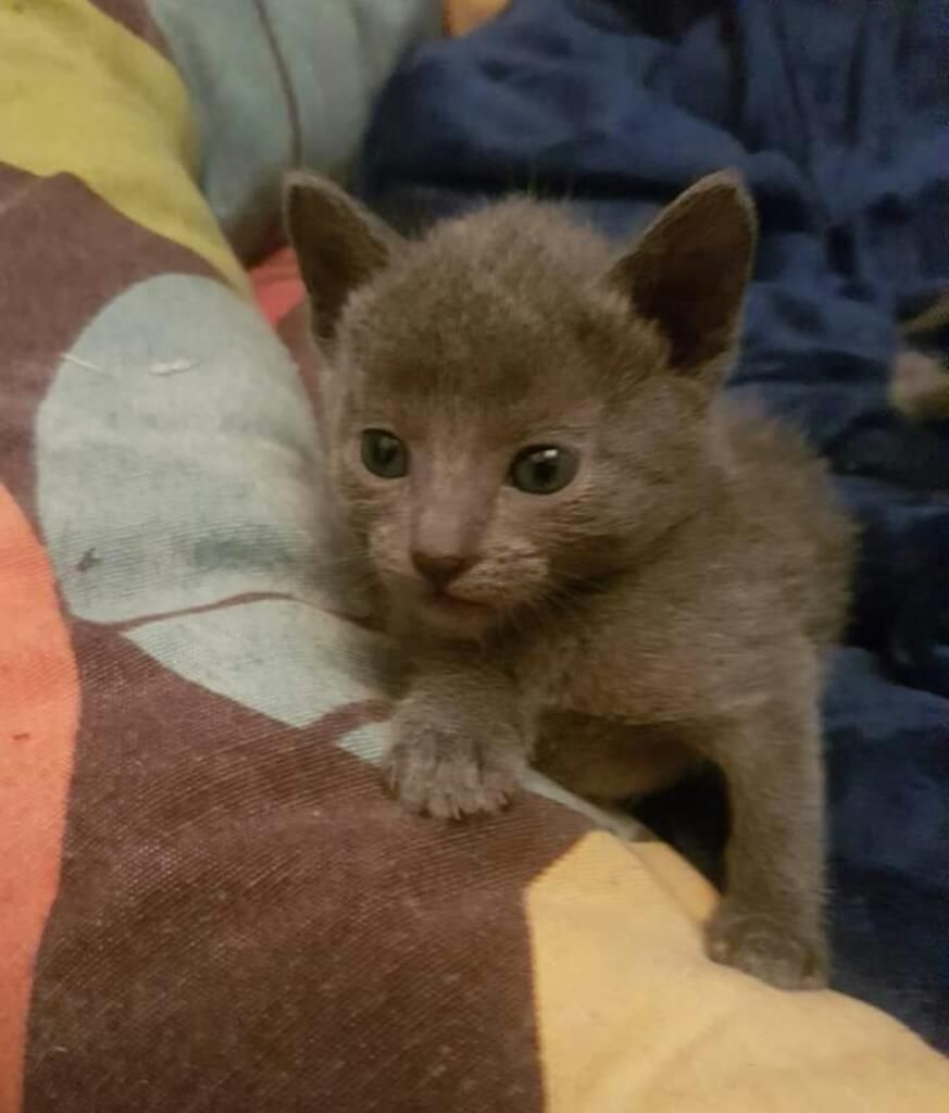Gato Ruso Azul Bebe
