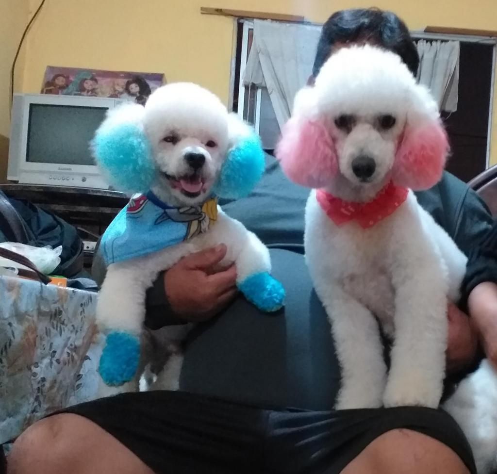 Hermosos cachorritos poodle toy padres presentes
