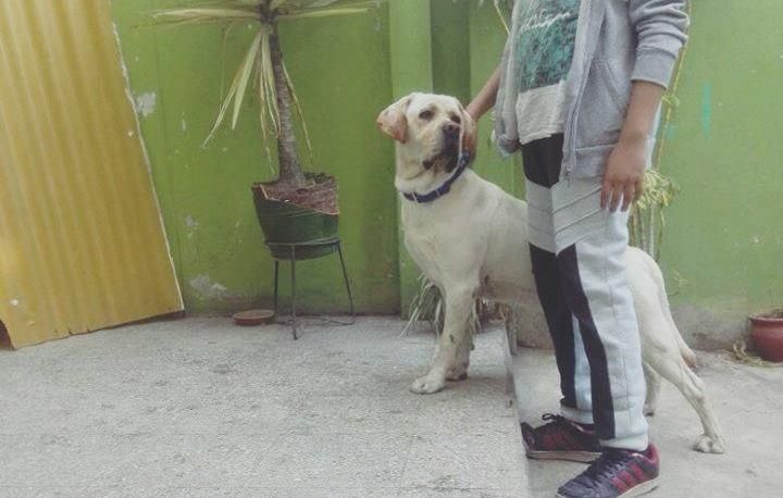 LABRADOR RETRIEVER