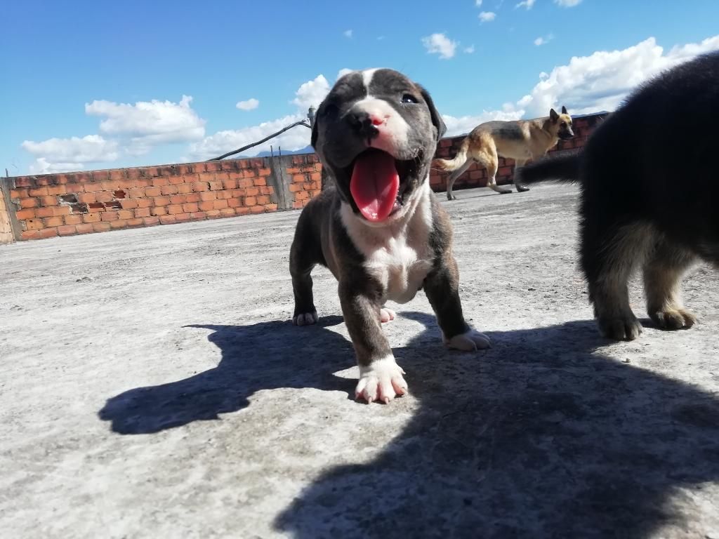 Pitbull