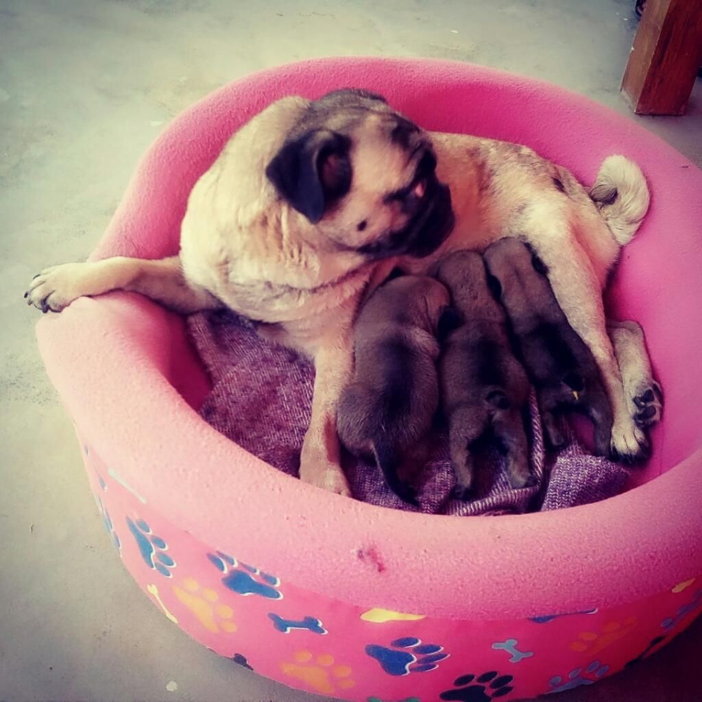 Pug Cachorros