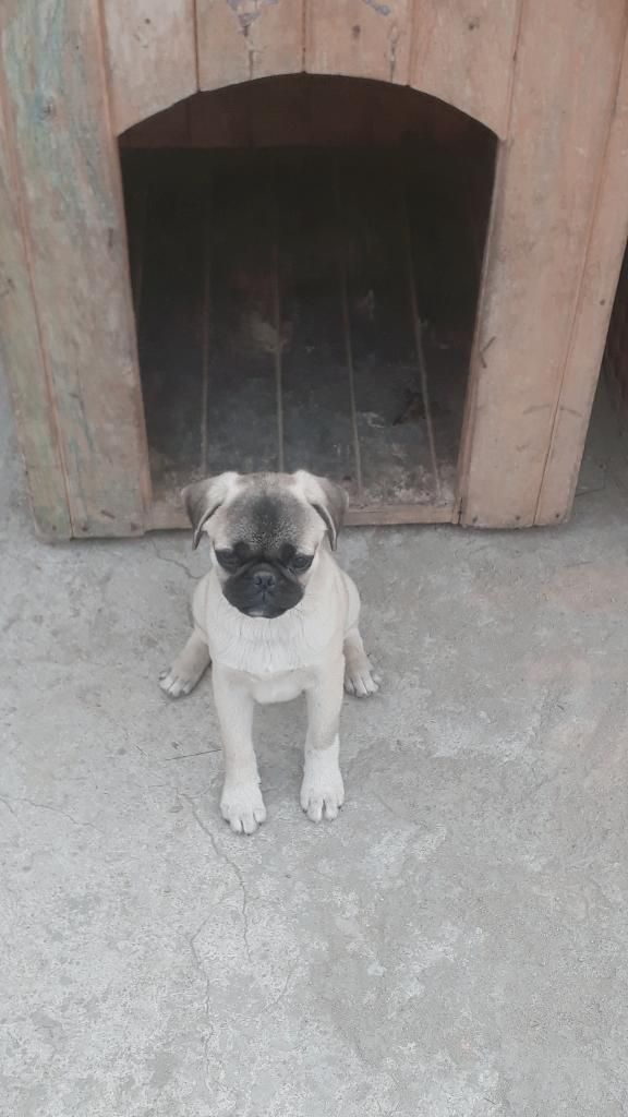 Pug Carlino