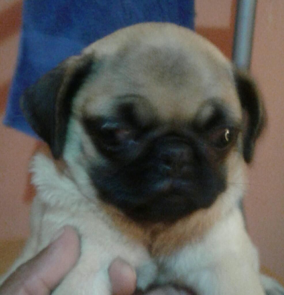 Pug Carliño