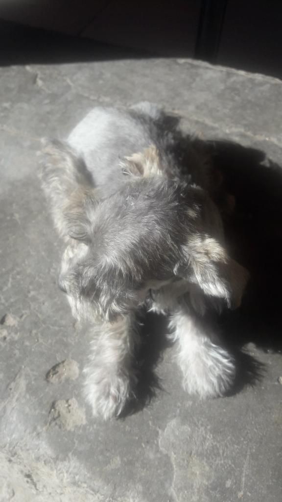 Schnauzer Hembra en Venta