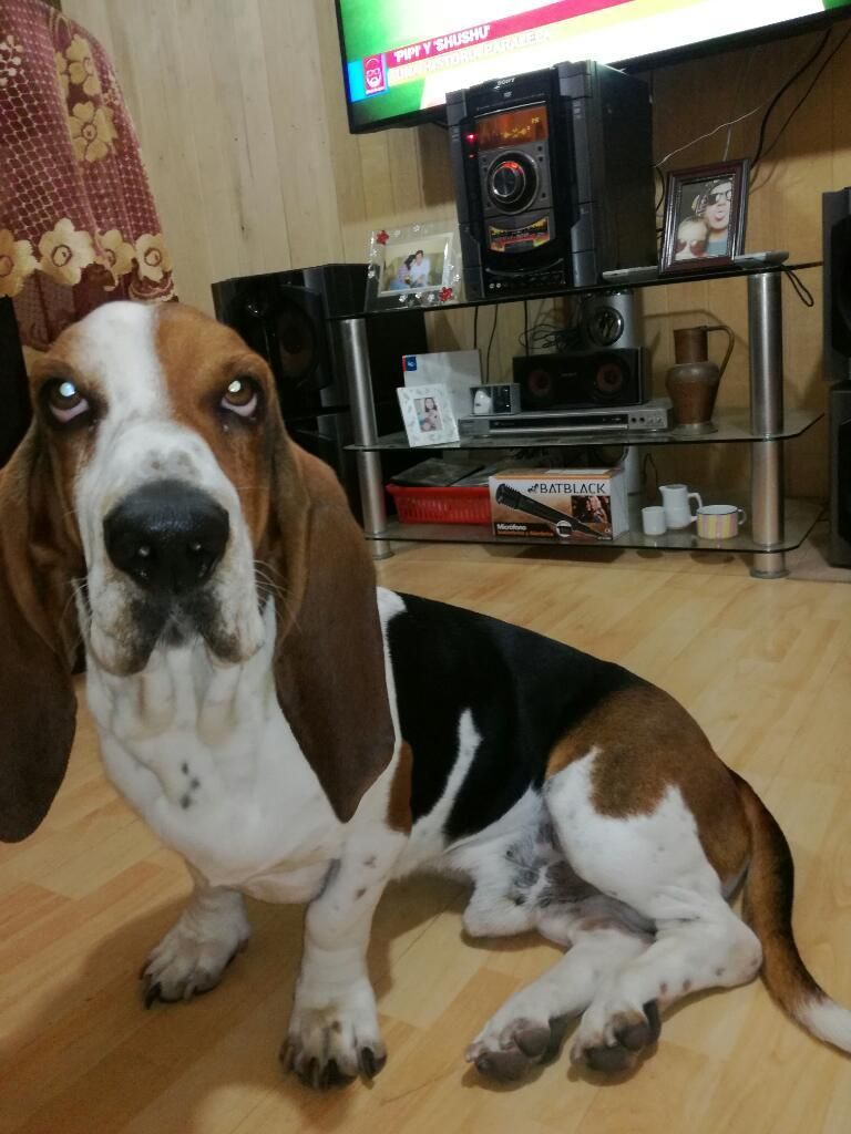 Servicio de Monta Basset Hound