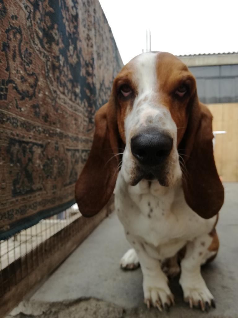 Servicio de Monta Basset Hound a Tratar