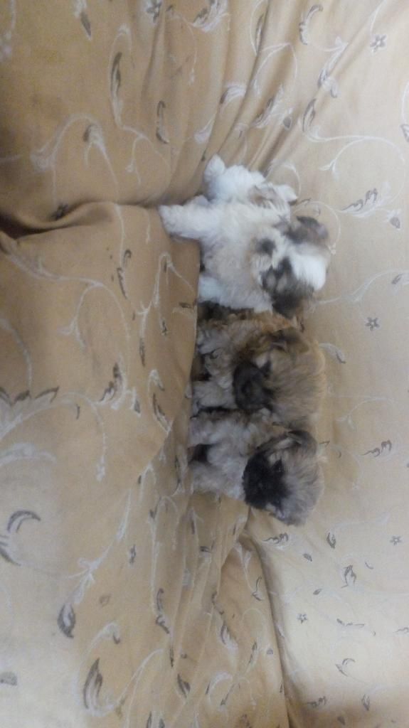 Vendo Cachorritos Shih Tzu