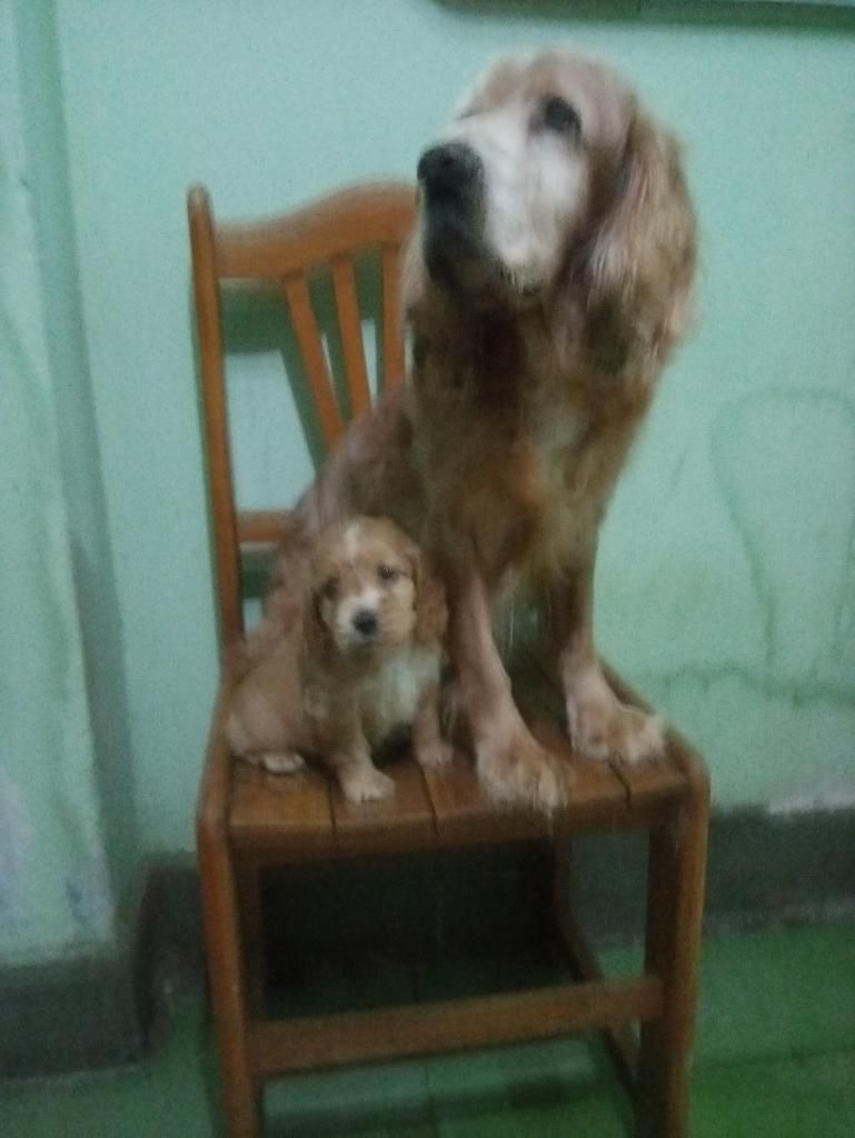 Vendo Cachorro Coker