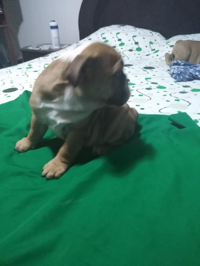 Vendo Hermosos Cachorros Bulldog