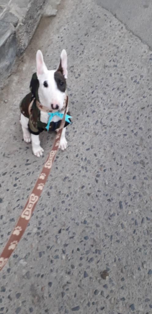 Vendo Lindo Cachorro Bull Terriers