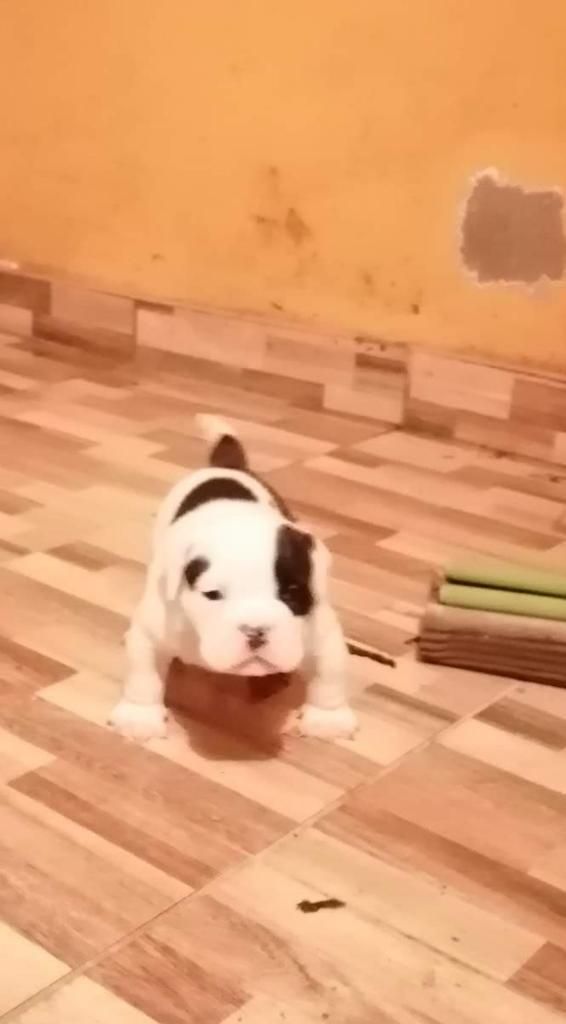 Venta Bully Exotic Extremo