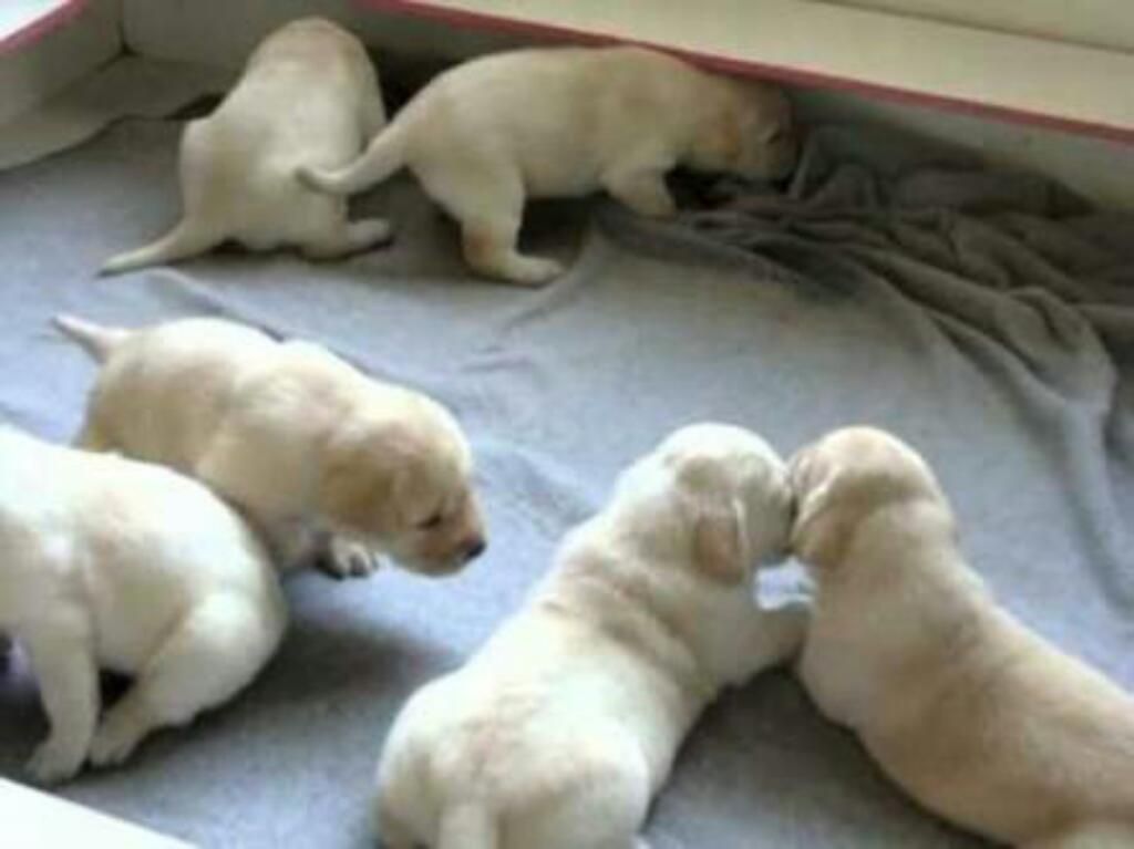 Venta de Cachorros Labradores