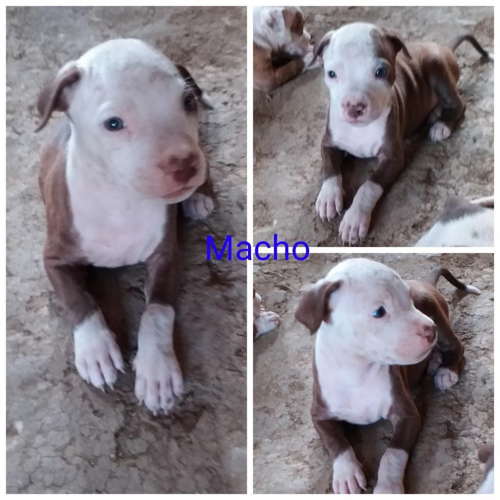 Venta de Perros Raza Pitbull Red Nose