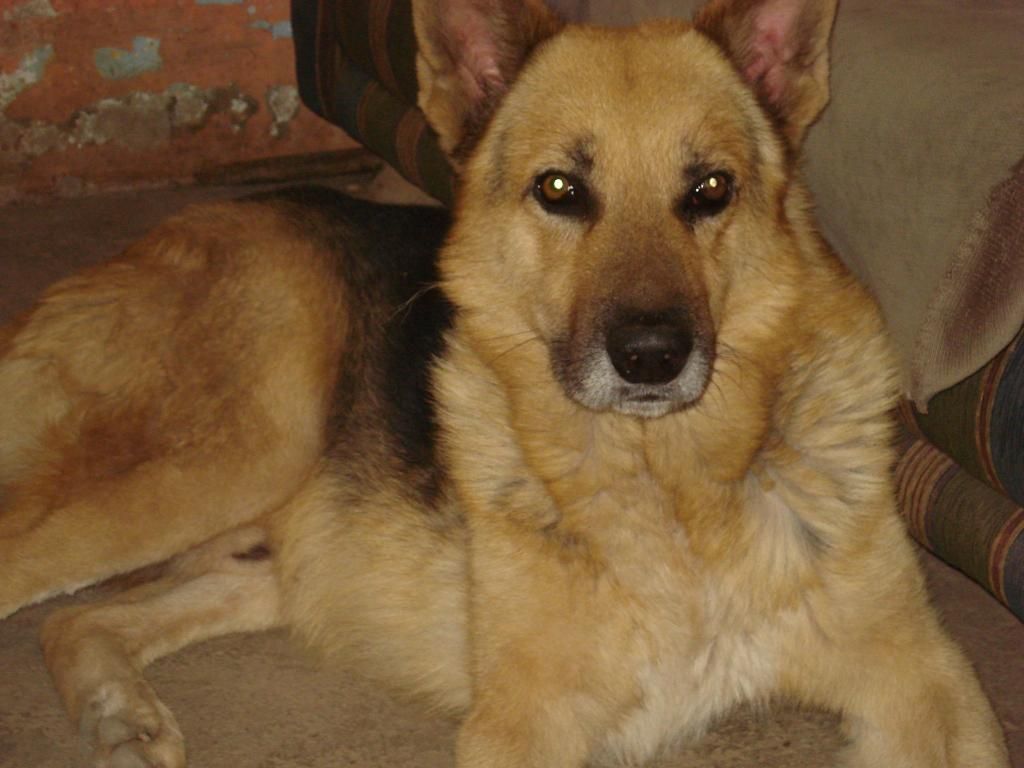 cachorros pastor aleman