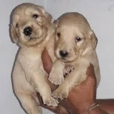 golden retriever hembritas y mahitos