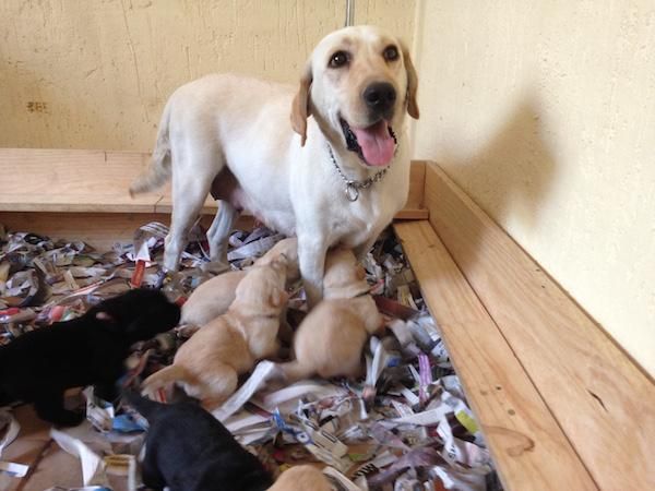 labrador cachorros adorables