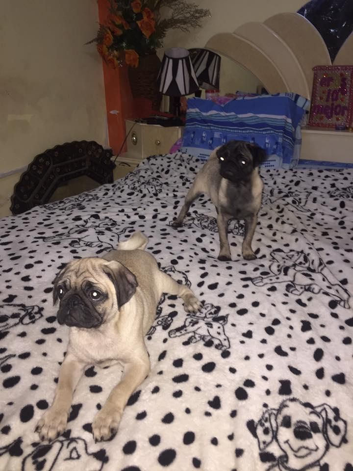 pug carlino hembras