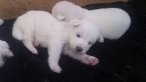 samoyedo ofrezco cachorros