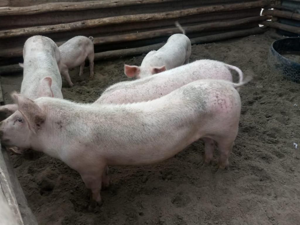 venta de lechones