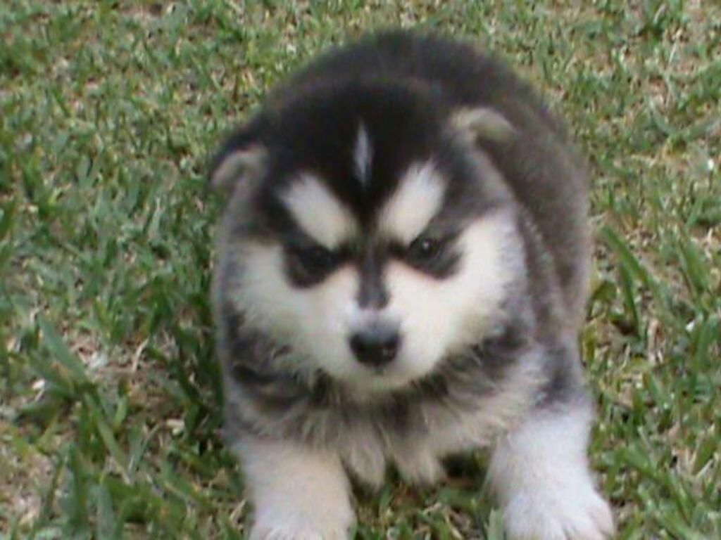 Alaska Malamute