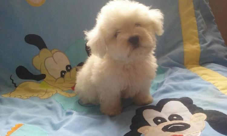 Bichon Maltes en Venta