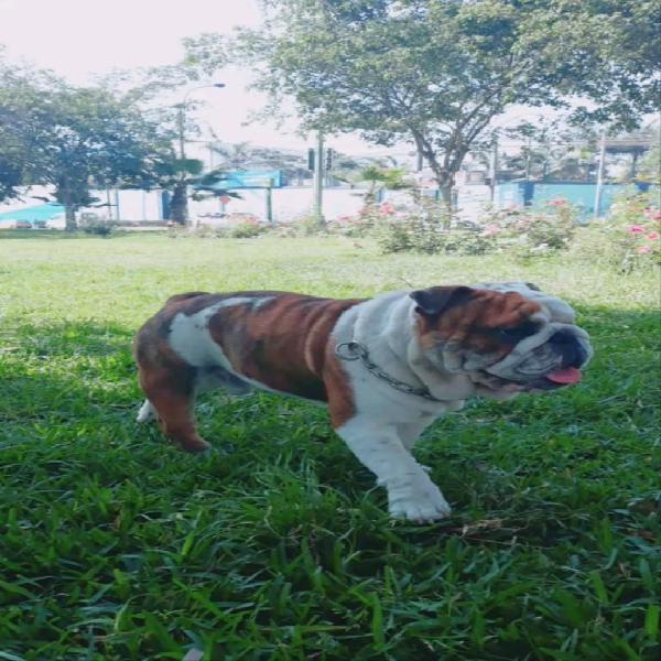 Bulldog Ingles