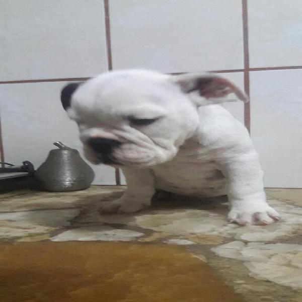 Bulldog Ingles 2meses Hembritas Hermosas