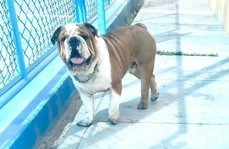 Bulldog Ingles Monta