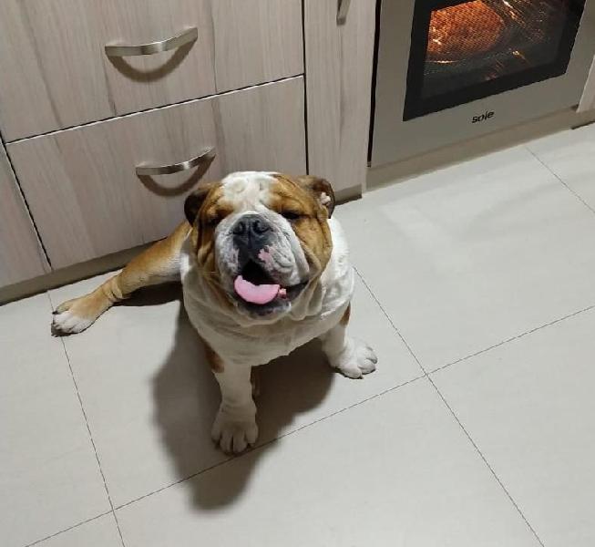 Bulldog Ingles Servicio de Monta