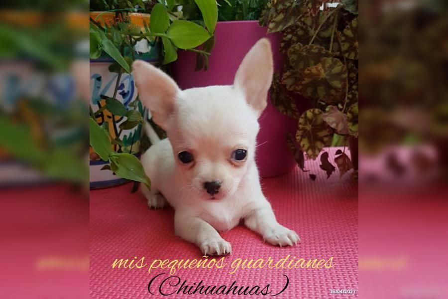 CHIHUAHUAS TOY,TEAP CUP MINI