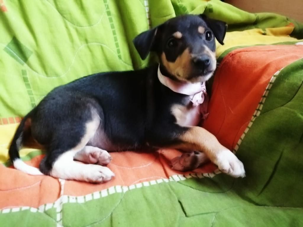 Cachorrita Mestizo en Adopción