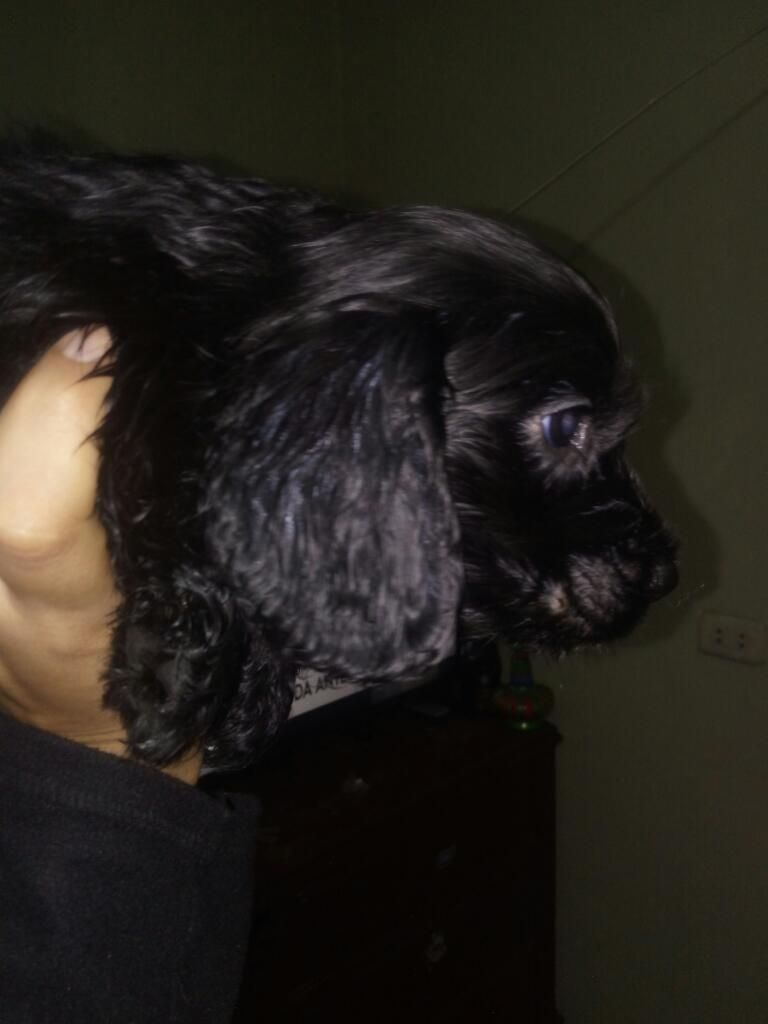 Cachorro Cocker Spaniel
