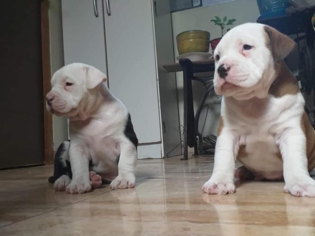 Cachorros American Bully