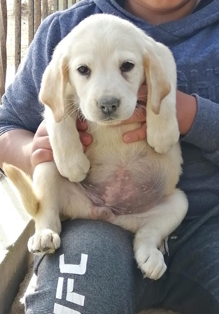 Cachorros Labradores