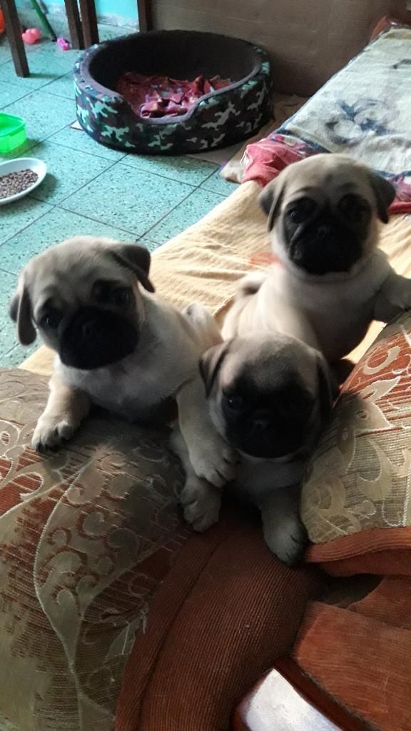 Cachorros Pug Carlino en Venta