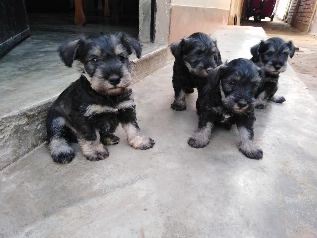 Cachorros Schnauzer