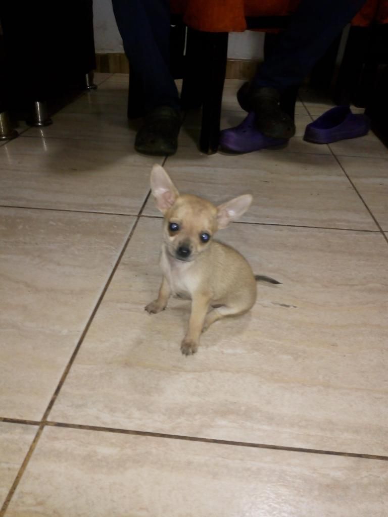 Chihuahua en venta