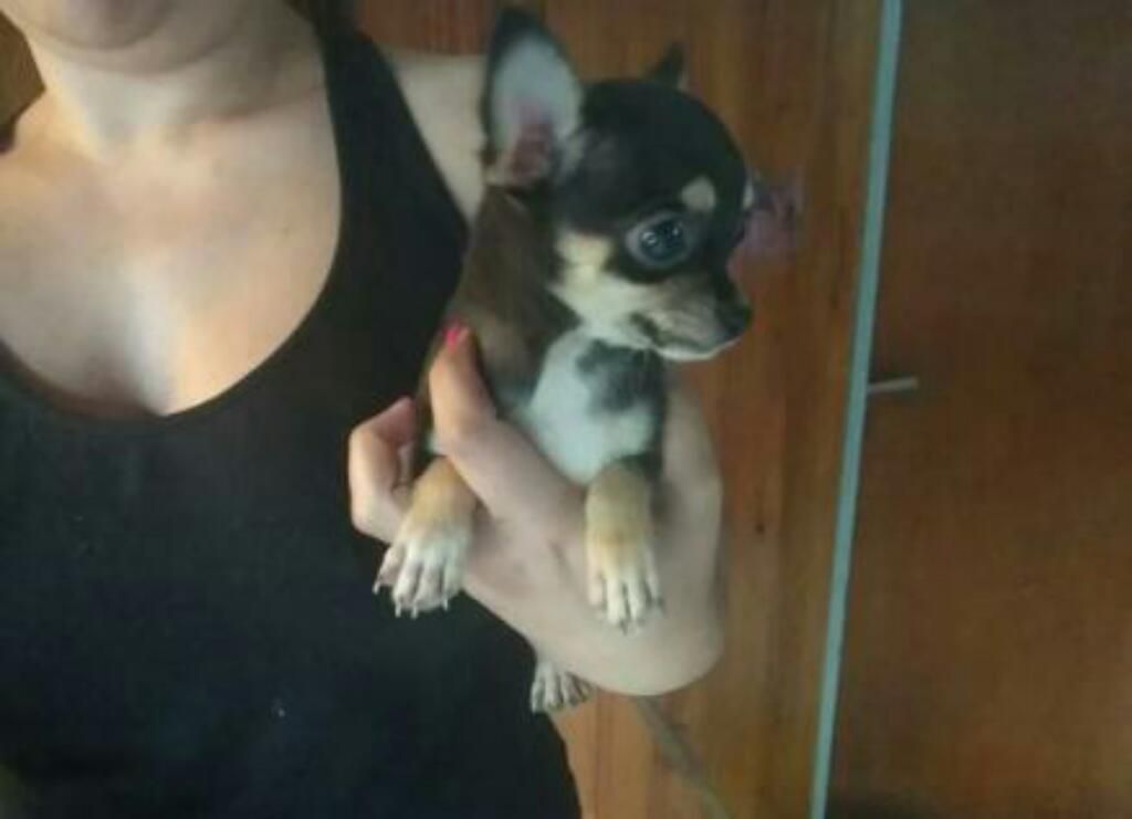 Chihuahuas en Venta