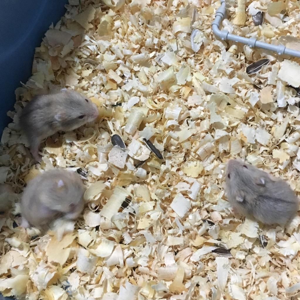 Hamsters en Venta