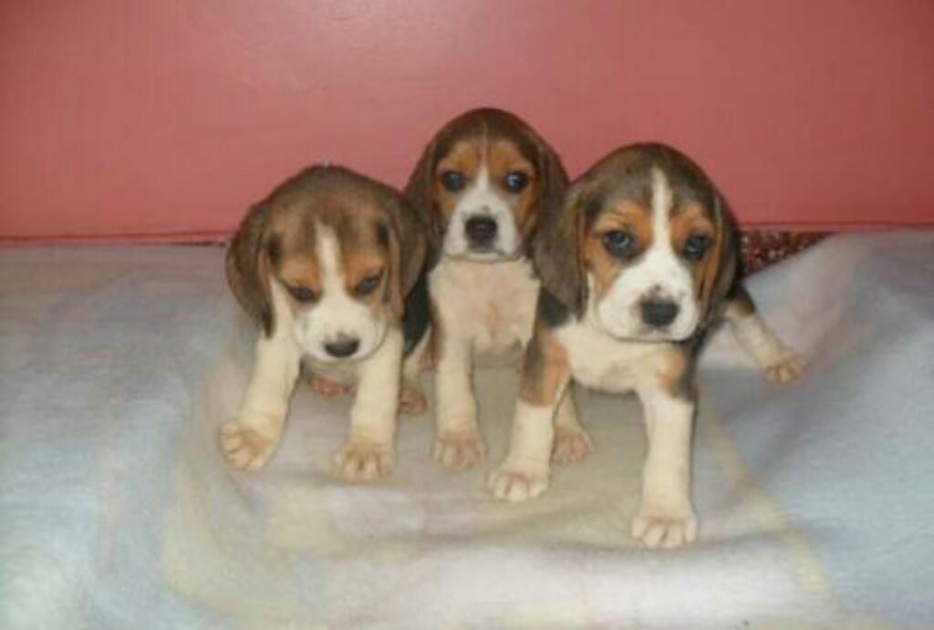 Hermosos Beagles en Venta