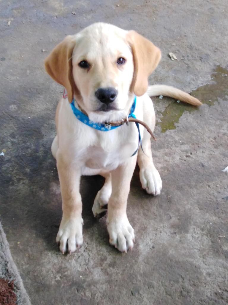 Labrador