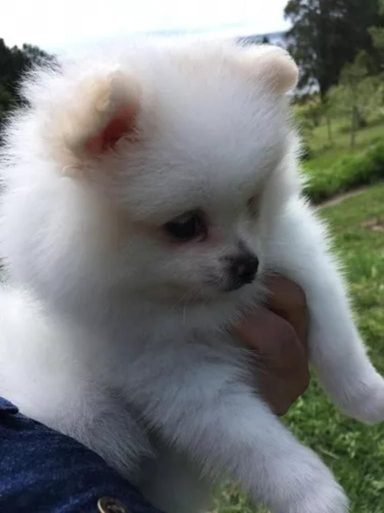 Pequeños Canes Pomerania