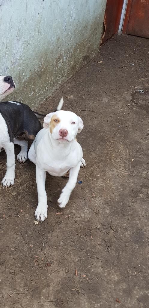 Pitbull Fusion No Dogo No Bully Bull