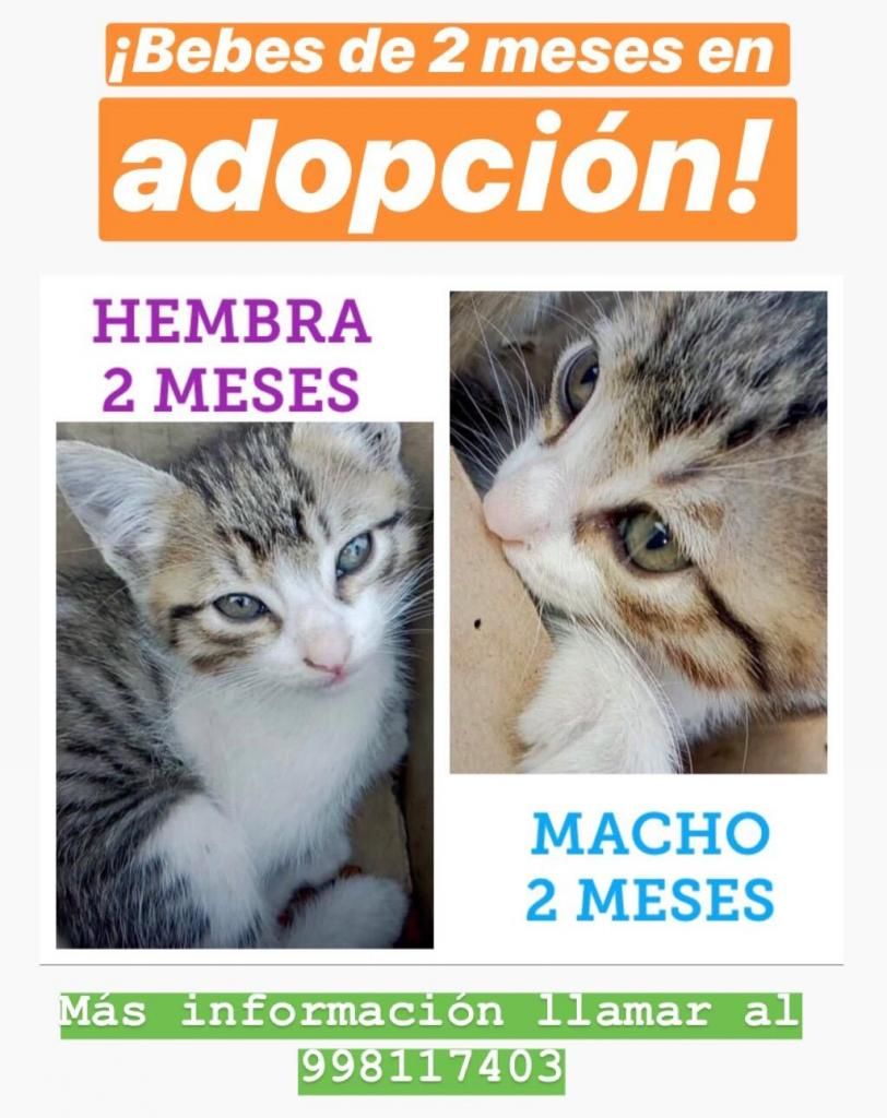 Preciosos Gatitos de 2 Meses en Adopción