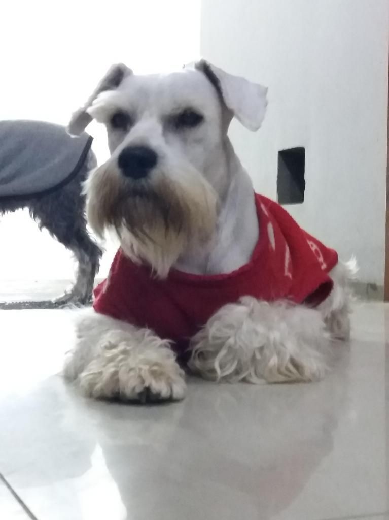 SERVICIO DE MONTA SCHNAUZER