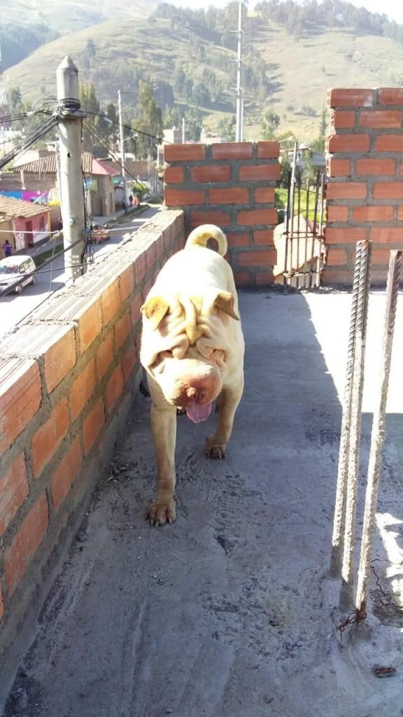 SERVICIO DE MONTA SHAR PEI