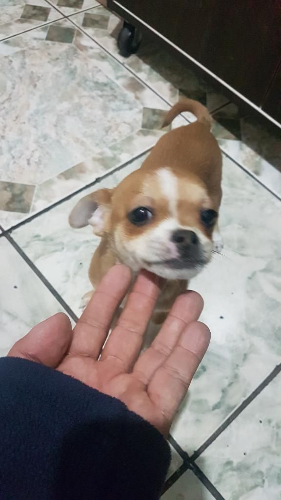 Vendo Chihuahua Machito